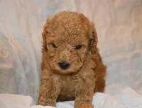 Rusty, a male Poodle - Toy  for sale in Rainbow City, AL – 1 of 8