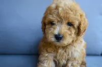 Rusty, a male Poodle - Toy  for sale in Rainbow City, AL – 6 of 8