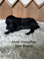 Tom Thumb, a male Yorkipoo for sale in Lafayette, LA – 10 of 10