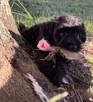 Cher, a female Yorkipoo for sale in Lafayette, LA – 2 of 5
