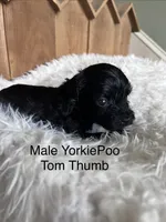 Tom Thumb, a male Yorkipoo for sale in Lafayette, LA – 4 of 10