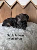 Louise, a female Yorkipoo for sale in Lafayette, LA – 2 of 3