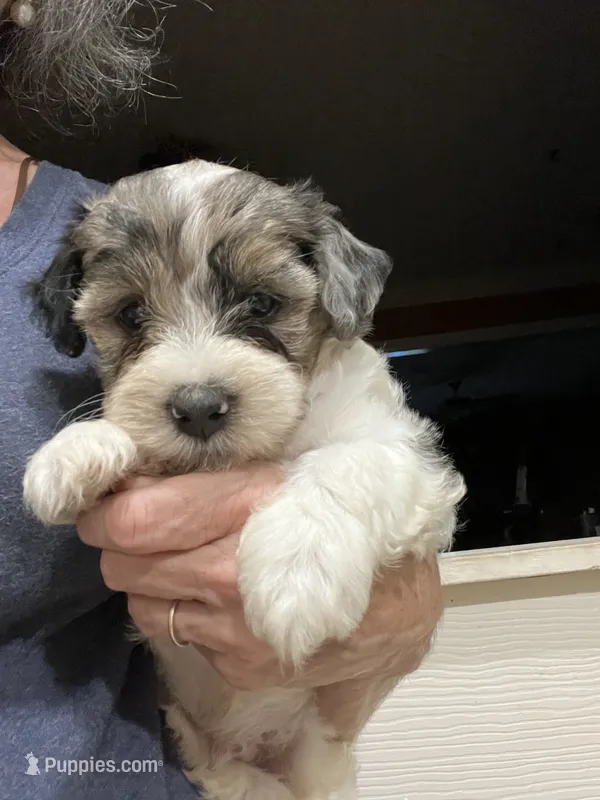 Even Steven – Yorkipoo puppy for sale in Lafayette, LA