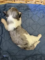Patch Adams, a male Yorkipoo for sale in Lafayette, LA – 2 of 3