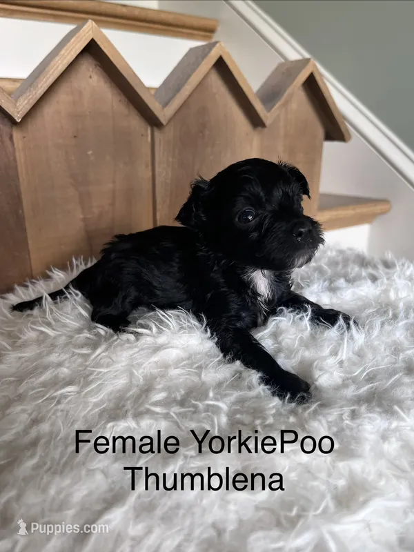 Thumblena – Yorkipoo puppy for sale in Lafayette, LA
