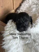 Tom Thumb, a male Yorkipoo for sale in Lafayette, LA – 3 of 10