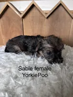 Louise, a female Yorkipoo for sale in Lafayette, LA – 3 of 3