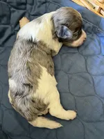 Patch Adams, a male Yorkipoo for sale in Lafayette, LA – 3 of 3