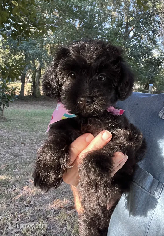 Cher – Yorkipoo puppy for sale in Lafayette, LA
