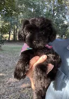 Cher, a female Yorkipoo for sale in Lafayette, LA – 1 of 5