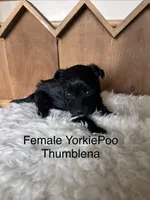 Thumblena, a female Yorkipoo for sale in Lafayette, LA – 4 of 5