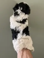 Rocky, a male Yorkshire Terrier for sale in Lafayette, LA – 4 of 4