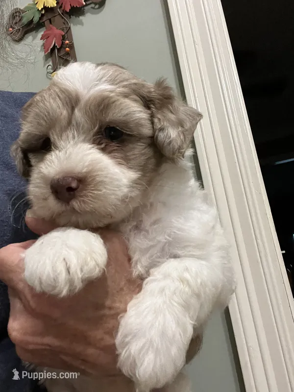 Coco Puff – Yorkipoo puppy for sale in Lafayette, LA