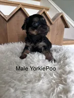 Maui, a male Yorkipoo for sale in Lafayette, LA – 3 of 6