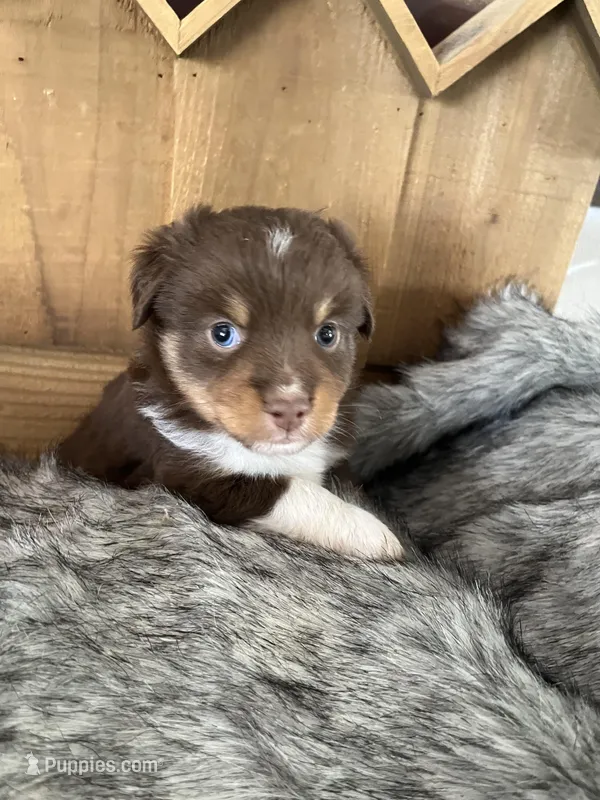 Barbie – Miniature Australian Shepherd puppy for sale in Lafayette, LA