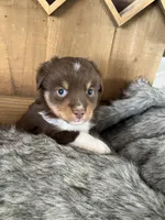Barbie, a female Miniature Australian Shepherd for sale in Lafayette, LA – Photo 1 of 5