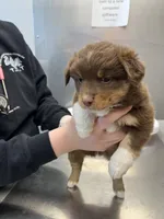 Barbie, a female Miniature Australian Shepherd for sale in Lafayette, LA – Photo 5 of 5