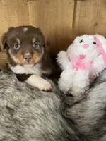Barbie, a female Miniature Australian Shepherd for sale in Lafayette, LA – Photo 4 of 5