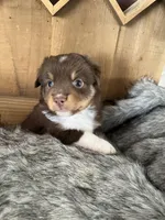 Barbie, a female Miniature Australian Shepherd for sale in Lafayette, LA – Photo 2 of 5