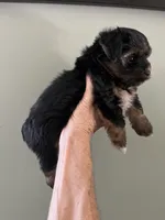 Rolo, a male Yorkshire Terrier for sale in Lafayette, LA – 3 of 4