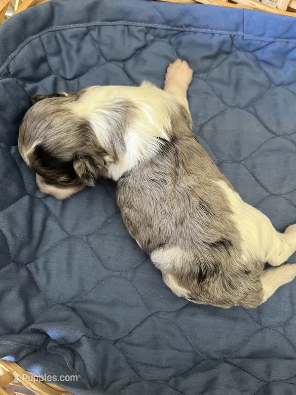 Patch Adams – Yorkipoo puppy for sale in Lafayette, LA