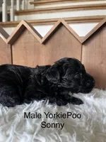Sonny, a male Yorkipoo for sale in Lafayette, LA – 3 of 7
