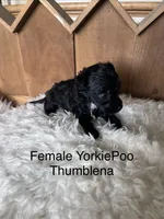 Thumblena, a female Yorkipoo for sale in Lafayette, LA – 2 of 5