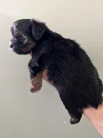 Rolo, a male Yorkshire Terrier for sale in Lafayette, LA – 4 of 4