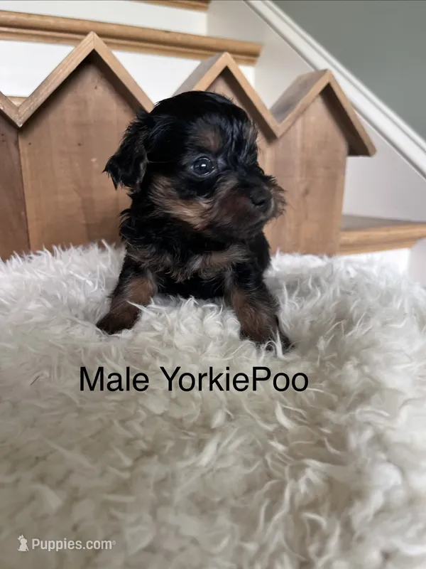 Maui – Yorkipoo puppy for sale in Lafayette, LA
