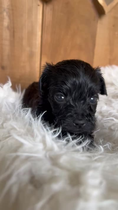 Tom Thumb, a male Yorkipoo for sale in Lafayette, LA – 9 of 10