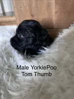 Tom Thumb, a male Yorkipoo for sale in Lafayette, LA – 6 of 10