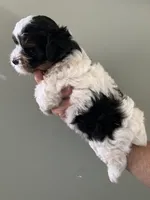 Rocky, a male Yorkshire Terrier for sale in Lafayette, LA – 3 of 4