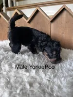 Maui, a male Yorkipoo for sale in Lafayette, LA – 2 of 6