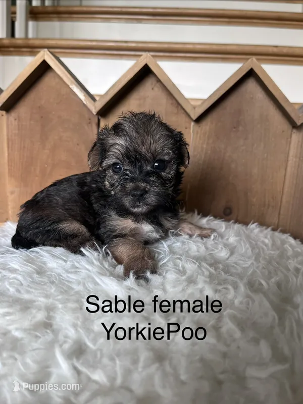 Louise – Yorkipoo puppy for sale in Lafayette, LA