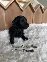 Tom Thumb, a male Yorkipoo for sale in Lafayette, LA – 7 of 10