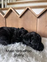 Sonny, a male Yorkipoo for sale in Lafayette, LA – 6 of 7