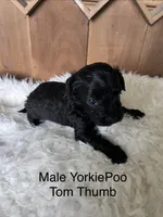 Tom Thumb, a male Yorkipoo for sale in Lafayette, LA – 2 of 10