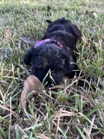 Cher, a female Yorkipoo for sale in Lafayette, LA – 5 of 5