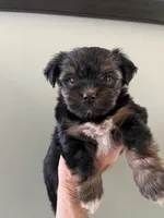 Rolo, a male Yorkshire Terrier for sale in Lafayette, LA – 1 of 4