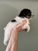 Rico, a male Yorkshire Terrier for sale in Lafayette, LA – 2 of 4