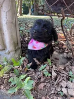 Cher, a female Yorkipoo for sale in Lafayette, LA – 4 of 5
