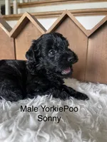 Sonny, a male Yorkipoo for sale in Lafayette, LA – 4 of 7
