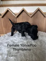 Thumblena, a female Yorkipoo for sale in Lafayette, LA – 5 of 5