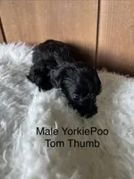 Tom Thumb, a male Yorkipoo for sale in Lafayette, LA – 8 of 10
