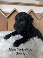 Sonny, a male Yorkipoo for sale in Lafayette, LA – 7 of 7