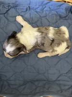 Even Steven, a male Yorkipoo for sale in Lafayette, LA – 2 of 2
