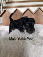 Maui, a male Yorkipoo for sale in Lafayette, LA – 4 of 6