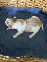 Coco Puff, a male Yorkipoo for sale in Lafayette, LA – 3 of 3