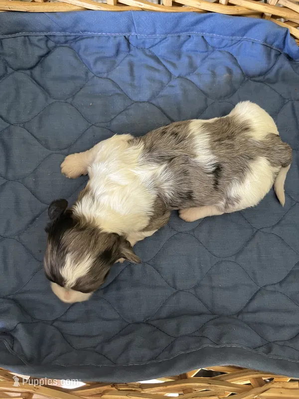 Even Steven – Yorkipoo puppy for sale in Lafayette, LA
