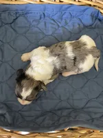 Even Steven, a male Yorkipoo for sale in Lafayette, LA – 1 of 2